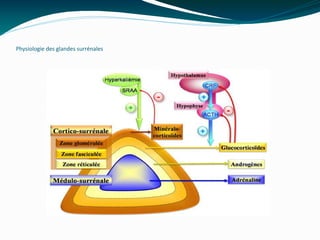 Physiologie des glandes surrénales
 