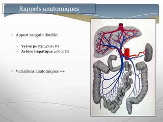 Rappels anatomiques



Apport sanguin double:

  Veine porte 75% du DS
  Artère hépatique 25% du DS




Variations anatomiques ++
 