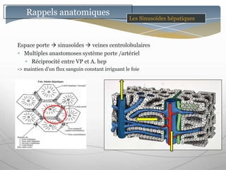 Rappels anatomiques
                                                   Les Sinusoïdes hépatiques



Espace porte  sinusoïdes  veines centrolobulaires
  Multiples anastomoses système porte /artériel
     Réciprocité entre VP et A. hep
-> maintien d’un flux sanguin constant irriguant le foie
 