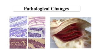 Fish Path PATHOLOGY OF RESPIRATORY SYSTEM OF FISH AND SHELLFISH.pptx