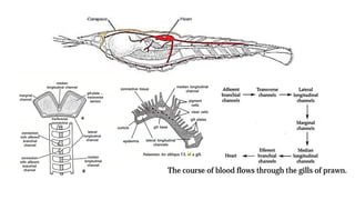 Fish Path PATHOLOGY OF RESPIRATORY SYSTEM OF FISH AND SHELLFISH.pptx