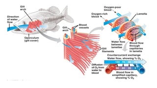 Fish Path PATHOLOGY OF RESPIRATORY SYSTEM OF FISH AND SHELLFISH.pptx