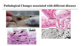 Fish Path PATHOLOGY OF RESPIRATORY SYSTEM OF FISH AND SHELLFISH.pptx