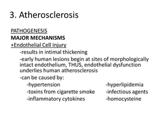 3. Atherosclerosis
PATHOGENESIS
MAJOR MECHANISMS
+Endothelial Cell Injury
   -results in intimal thickening
   -early human lesions begin at sites of morphologically
   intact endothelium, THUS, endothelial dysfunction
   underlies human atherosclerosis
   -can be caused by:
      -hypertension                     -hyperlipidemia
      -toxins from cigarette smoke      -infectious agents
      -inflammatory cytokines           -homocysteine
 