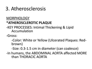 3. Atherosclerosis
MORPHOLOGY
*ATHEROSCLEROTIC PLAQUE
-KEY PROCESSES: Intimal Thickening & Lipid
    Accumulation
-Gross:
    -Color: White or Yellow (Ulcerated Plaques: Red-
    brown)
    -Size: 0.3-1.5 cm in diameter (can coalesce)
-In humans, the ABDOMINAL AORTA affected MORE
    than THORACIC AORTA
 