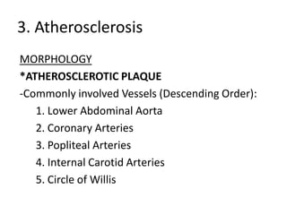 3. Atherosclerosis
MORPHOLOGY
*ATHEROSCLEROTIC PLAQUE
-Commonly involved Vessels (Descending Order):
   1. Lower Abdominal Aorta
   2. Coronary Arteries
   3. Popliteal Arteries
   4. Internal Carotid Arteries
   5. Circle of Willis
 
