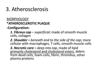 3. Atherosclerosis
MORPHOLOGY
*ATHEROSCLEROTIC PLAQUE
-Configuration:
  1. Fibrous cap – superficial; made of smooth muscle
  cells, collagen
  2. Shoulder – beneath and to the side of the cap; more
  cellular with macrophages, T cells, smooth muscle cells
  3. Necrotic core – deep into cap, made of lipid
  primarily cholesterol and cholesterol esters, debris
  from dead cells, foam cells, fibrin, thrombus, other
  plasma proteins
 