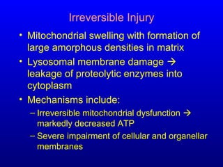 Irreversible Injury
• Mitochondrial swelling with formation of
large amorphous densities in matrix
• Lysosomal membrane damage 
leakage of proteolytic enzymes into
cytoplasm
• Mechanisms include:
– Irreversible mitochondrial dysfunction 
markedly decreased ATP
– Severe impairment of cellular and organellar
membranes
 