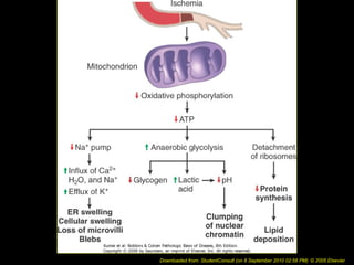 Downloaded from: StudentConsult (on 8 September 2010 02:58 PM) © 2005 Elsevier
 