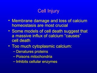Cell Injury
• Membrane damage and loss of calcium
homeostasis are most crucial
• Some models of cell death suggest that
a massive influx of calcium “causes”
cell death
• Too much cytoplasmic calcium:
– Denatures proteins
– Poisons mitochondria
– Inhibits cellular enzymes
 