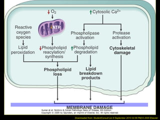 Downloaded from: StudentConsult (on 8 September 2010 02:58 PM) © 2005 Elsevier
 