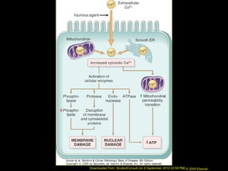 Downloaded from: StudentConsult (on 8 September 2010 02:58 PM) © 2005 Elsevier
 