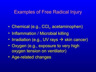 Examples of Free Radical Injury
• Chemical (e.g., CCl4, acetaminophen)
• Inflammation / Microbial killing
• Irradiation (e.g., UV rays  skin cancer)
• Oxygen (e.g., exposure to very high
oxygen tension on ventilator)
• Age-related changes
 