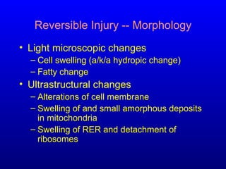 Reversible Injury -- Morphology
• Light microscopic changes
– Cell swelling (a/k/a hydropic change)
– Fatty change
• Ultrastructural changes
– Alterations of cell membrane
– Swelling of and small amorphous deposits
in mitochondria
– Swelling of RER and detachment of
ribosomes
 
