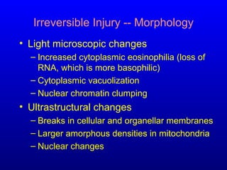 Irreversible Injury -- Morphology
• Light microscopic changes
– Increased cytoplasmic eosinophilia (loss of
RNA, which is more basophilic)
– Cytoplasmic vacuolization
– Nuclear chromatin clumping
• Ultrastructural changes
– Breaks in cellular and organellar membranes
– Larger amorphous densities in mitochondria
– Nuclear changes
 