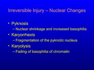 Irreversible Injury – Nuclear Changes
• Pyknosis
– Nuclear shrinkage and increased basophilia
• Karyorrhexis
– Fragmentation of the pyknotic nucleus
• Karyolysis
– Fading of basophilia of chromatin
 