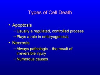 Types of Cell Death
• Apoptosis
– Usually a regulated, controlled process
– Plays a role in embryogenesis
• Necrosis
– Always pathologic – the result of
irreversible injury
– Numerous causes
 