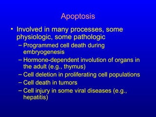 Apoptosis
• Involved in many processes, some
physiologic, some pathologic
– Programmed cell death during
embryogenesis
– Hormone-dependent involution of organs in
the adult (e.g., thymus)
– Cell deletion in proliferating cell populations
– Cell death in tumors
– Cell injury in some viral diseases (e.g.,
hepatitis)
 