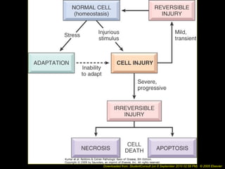 Downloaded from: StudentConsult (on 8 September 2010 02:58 PM) © 2005 Elsevier
 