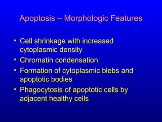 Apoptosis – Morphologic Features
• Cell shrinkage with increased
cytoplasmic density
• Chromatin condensation
• Formation of cytoplasmic blebs and
apoptotic bodies
• Phagocytosis of apoptotic cells by
adjacent healthy cells
 