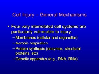 Cell Injury – General Mechanisms
• Four very interrelated cell systems are
particularly vulnerable to injury:
– Membranes (cellular and organellar)
– Aerobic respiration
– Protein synthesis (enzymes, structural
proteins, etc)
– Genetic apparatus (e.g., DNA, RNA)
 