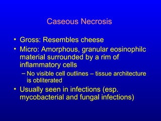 Caseous Necrosis
• Gross: Resembles cheese
• Micro: Amorphous, granular eosinophilc
material surrounded by a rim of
inflammatory cells
– No visible cell outlines – tissue architecture
is obliterated
• Usually seen in infections (esp.
mycobacterial and fungal infections)
 