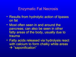 Enzymatic Fat Necrosis
• Results from hydrolytic action of lipases
on fat
• Most often seen in and around the
pancreas; can also be seen in other
fatty areas of the body, usually due to
trauma
• Fatty acids released via hydrolysis react
with calcium to form chalky white areas
 “saponification”
 