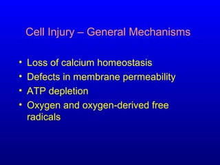 Cell Injury – General Mechanisms
• Loss of calcium homeostasis
• Defects in membrane permeability
• ATP depletion
• Oxygen and oxygen-derived free
radicals
 