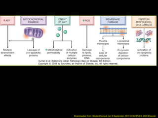 Downloaded from: StudentConsult (on 8 September 2010 02:58 PM) © 2005 Elsevier
 
