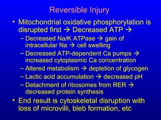 Reversible Injury
• Mitochondrial oxidative phosphorylation is
disrupted first  Decreased ATP 
– Decreased Na/K ATPase  gain of
intracellular Na  cell swelling
– Decreased ATP-dependent Ca pumps 
increased cytoplasmic Ca concentration
– Altered metabolism  depletion of glycogen
– Lactic acid accumulation  decreased pH
– Detachment of ribosomes from RER 
decreased protein synthesis
• End result is cytoskeletal disruption with
loss of microvilli, bleb formation, etc
 