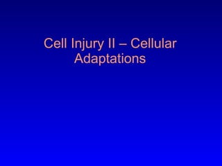 Cell Injury II – Cellular Adaptations 