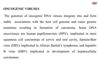 ONCOGENIC VIRUSES
The genomes of oncogenic DNA viruses integrate into and form
stable associations with the host cell genome and cause genetic
mutations resulting in formation of carcinoma. Some DNA
oncoviruses are human papillomavirus (HPV), implicated in most
squamous cell carcinomas of cervix and oral cavity, Epstein-Barr
virus (EBV) implicated in African Burkitt’s lymphoma, and hepatitis
B virus (HBV) implicated in development of hepatocellular
carcinomas.
 