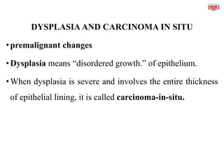 DYSPLASIA AND CARCINOMA IN SITU
•premalignant changes
•Dysplasia means “disordered growth.” of epithelium.
•When dysplasia is severe and involves the entire thickness
of epithelial lining, it is called carcinoma-in-situ.
 