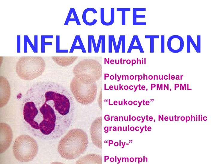 Pathology cptr2 ( acute & chronic inflammation)