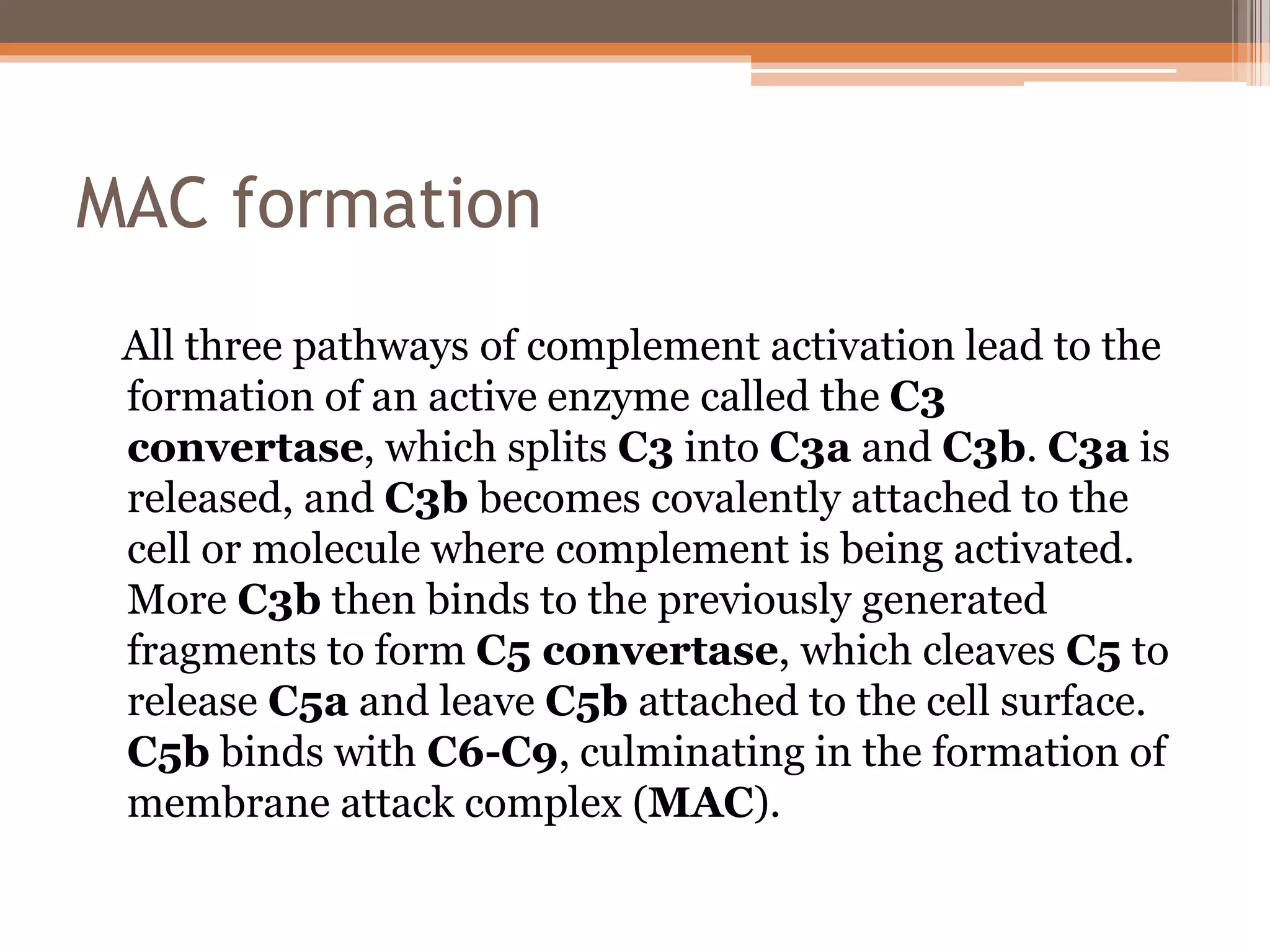 MAC formation
All three pathways of complement activation lead to the
formation of an active enzyme called the C3
convertase, which splits C3 into C3a and C3b. C3a is
released, and C3b becomes covalently attached to the
cell or molecule where complement is being activated.
More C3b then binds to the previously generated
fragments to form C5 convertase, which cleaves C5 to
release C5a and leave C5b attached to the cell surface.
C5b binds with C6-C9, culminating in the formation of
membrane attack complex (MAC).
 