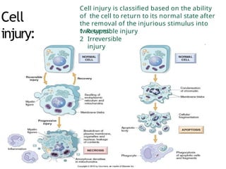 Comprehensive Review of Reversible and Irreversible Cell Injury in ...