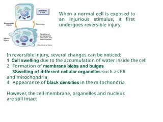 Comprehensive Review of Reversible and Irreversible Cell Injury in ...