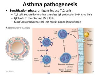 Asthma pathogenesis
• Sensitization phase: antigens induce TH2 cells
– TH2 cells secrete factors that stimulate IgE production by Plasma Cells
– IgE binds to receptors on Mast Cells
– Mast Cells produce factors that recruit Eosinophils to tissue
10/24/2023 24
 