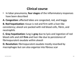• In lobar pneumonia, four stages of the inflammatory responses
have been described
A. Congestion: affected lobes are congested, red, and boggy
B. Red hepatization: tissue is red and firm with a liver-like
consistency; alveoli are packed with red blood cells, fibrin, and
neutrophils
C. Gray hepatization: lung is gray due to lysis and ingestion of red
blood cells and still firm and liver-like due to persistence of
fibrinopurulent exudate within alveoli
D. Resolution: fibrinopurulent exudate mostly resorbed by
macrophages but can also organize into fibrous scar
Clinical course
10/24/2023 48
 