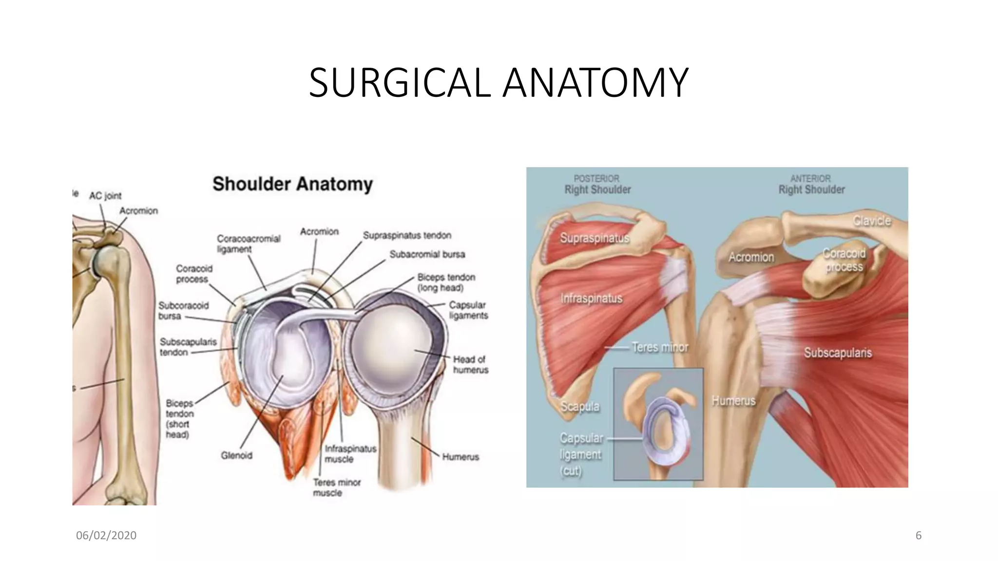 SURGICAL ANATOMY
06/02/2020 6
 