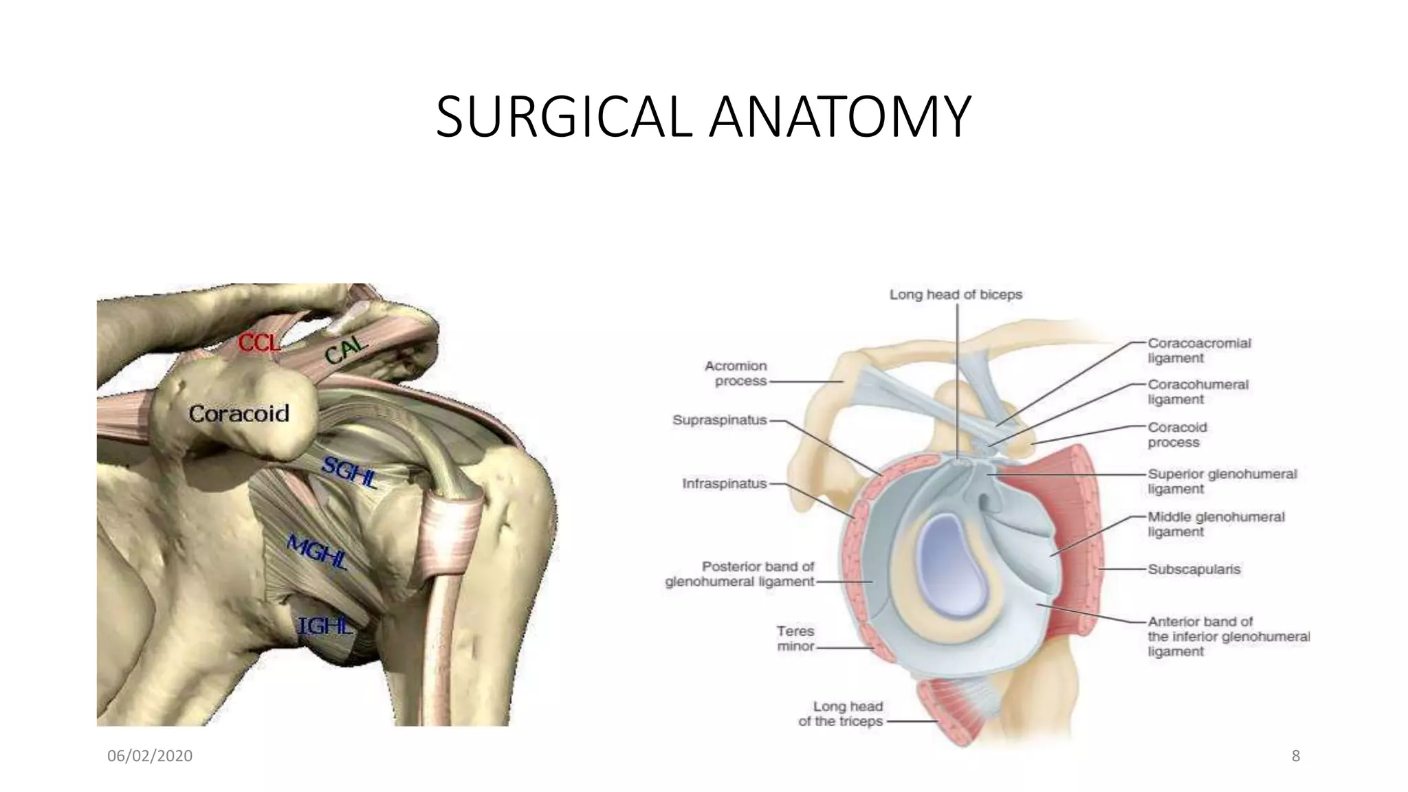 SURGICAL ANATOMY
06/02/2020 8
 