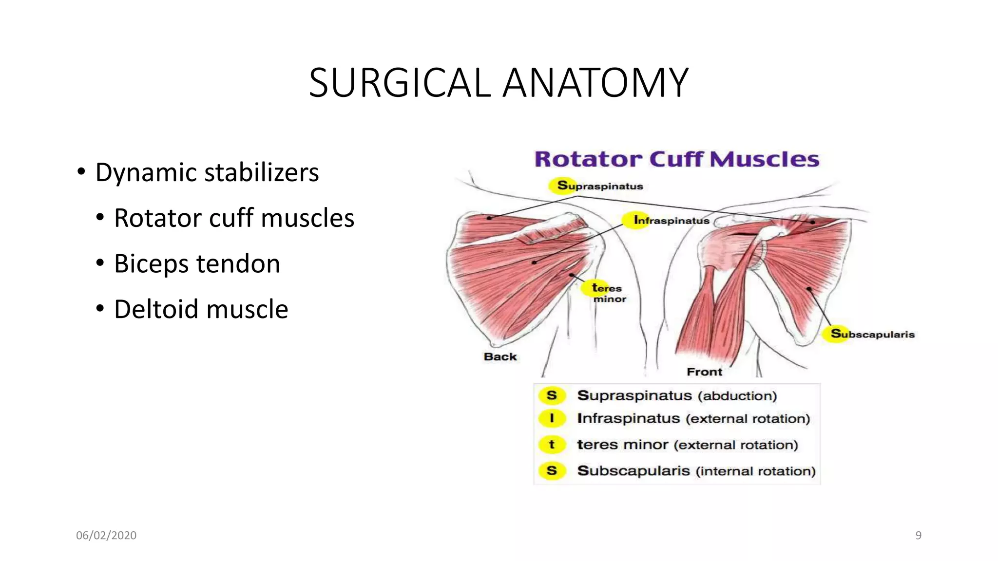 SURGICAL ANATOMY
• Dynamic stabilizers
• Rotator cuff muscles
• Biceps tendon
• Deltoid muscle
06/02/2020 9
 