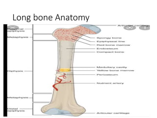 Long bone Anatomy
 
