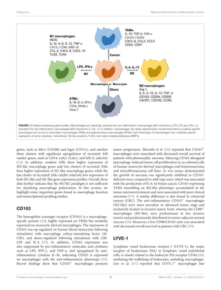 Zhang et al. Molecular Mechanisms of Macrophage Function
FIGURE 1 | Relative expressing gene profiles. Macrophages are classically polarized into pro-inflammatory macrophages (M1) induced by LPS/ LPS plus IFN-γ or
activated into anti-inflammatory macrophages (M2) induced by IL-4/IL-13. In addition, macrophages can adapt special tissue microenvironments to polarize specific
phenotypes such as tumor-associated macrophages (TAMs) and adipose tissue macrophages (ATMs). Each phenotype of macrophages has a relatively specific
expression of some cytokines, chemokines, Toll-like receptors (TLRs), and matrix metalloproteinases (MMPs).
genes, such as Mrc1 (CD206) and Itgax (CD11c), and another
three clusters with significant upregulation of recruited AM
marker genes, such as CD14, Ly6c1 (Ly6c), and Sell (L-selectin)
(33). In addition, resident AMs show higher expression of
M2-like macrophage genes and two clusters of recruited AMs
have higher expression of M1-like macrophage genes, while the
last cluster of recruited AMs exhibit relatively low expression of
both M1-like and M2-like gene expression profiles. Overall, these
data further indicate that the M1/M2 paradigm is not sufficient
for classifying macrophage polarization. In this section, we
highlight some important genes found in macrophage function
and transcriptional profiling studies.
CD163
The hemoglobin scavenger receptor (CD163) is a macrophage-
specific protein (34), highly expressed on TRMs but modestly
expressed on monocyte-derived macrophages. The expression of
CD163 was up-regulated on human blood monocytes following
stimulation with macrophage colony-stimulating factor (M-
CSF), and down-regulated following stimulation with GM-
CSF and IL-4 (35). In addition, CD163 expression was
also suppressed by pro-inflammatory molecules and cytokines
such as LPS, IFN-γ, and TNF-α, and upregulated by anti-
inflammatory cytokine IL-10, indicating CD163 is expressed
on macrophages with the anti-inflammatory phenotype (35).
Recent findings show that CD163+ macrophages promote
tumor progression. Shiraishi et al. (36) reported that CD163+
macrophages were associated with decreased overall survival of
patients with pleomorphic sarcoma. Silencing CD163 abrogated
macrophage-induced tumor cell proliferation in co-cultured cells
of human monocyte-derived macrophages and leiomyosarcoma
and myxofibrosarcoma cell lines. In vivo assays demonstrated
the growth of sarcoma was significantly inhibited in CD163-
deficient mice compared to wild-type mice, which was associated
with the production of IL-6. In breast cancer, CD163-expressing
TAMs resembling an M2-like phenotype accumulated in the
tumor microenvironment and were associated with poor clinical
outcomes (37). A similar difference is also found in colorectal
tumors (CRC). The anti-inflammatory CD163+ macrophages
(M2-like) were more prevalent in advanced tumor stage and
exclusively located in invasive tumor front, whereas the CD80+
macrophages (M1-like) were predominant in less invasive
tumors and predominantly distributed in tumor-adjacent normal
mucosa (38). Moreover, a low CD80/CD163 ratio was associated
with decreased overall survival in patients with CRC (39).
LYVE-1
Lymphatic vessel hyaluronan receptor-1 (LYVE-1), the major
receptor of hyaluronan (HA) in lymphatic vessel endothelial
cells, is closely related to the leukocyte HA receptor CD44 (40),
mediating the trafficking of leukocytes, including macrophages.
Lim et al. (41) reported that LYVE-1+ macrophages line
Frontiers in Immunology | www.frontiersin.org 3 March 2021 | Volume 12 | Article 620510
 
