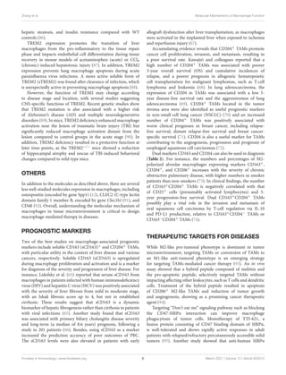 Zhang et al. Molecular Mechanisms of Macrophage Function
hepatic steatosis, and insulin resistance compared with WT
controls (86).
TREM2 expression promotes the transition of liver
macrophages from the pro-inflammatory to the tissue repair
phase and impacts endothelial cell differentiation during tissue
recovery in mouse models of acetaminophen (acute) or CCl4
(chronic)-induced hepatotoxic injury (87). In addition, TREM2
expression prevents lung macrophage apoptosis during acute
parainfluenza virus infections. A more active soluble form of
TREM2 (sTREM2) was found after clearance of infection, which
is unexpectedly active in preventing macrophage apoptosis (88).
However, the function of TREM2 may change according
to disease stage and location, with several studies suggesting
CNS-specific functions of TREM2. Recent genetic studies show
that TREM2 mutation is also associated with a higher risk
of Alzheimer’s disease (AD) and multiple neurodegenerative
disorders (89). In mice, TREM2 deficiency enhanced macrophage
activation near the lesion of traumatic brain injury (TBI) but
significantly reduced macrophage activation distant from the
lesion compared to control groups in the acute stage (90). In
addition, TREM2 deficiency resulted in a protective function at
later time points, as the TREM2−/− mice showed a reduction
of hippocampal atrophy and rescue of TBI-induced behavioral
changes compared to wild-type mice.
OTHERS
In addition to the molecules as described above, there are several
less well-studied molecules expression in macrophages, including
osteopontin (encoded by gene Spp1) (12), CLEC2 (C-type lectin
domain family 1 member B, encoded by gene Clec1b) (91), and
CD48 (92). Overall, understanding the molecular mechanism of
macrophages in tissue microenvironment is critical to design
macrophage-mediated therapy in diseases.
PROGNOSTIC MARKERS
Two of the best studies on macrophage-associated prognostic
markers include soluble CD163 (sCD163)+ and CD204+ TAMs,
with particular utility in the context of liver disease and various
cancers, respectively. Soluble CD163 (sCD163) is upregulated
during macrophage proliferation and activation and is a marker
for diagnosis of the severity and progression of liver disease. For
instance, Lidofsky et al. (65) reported that serum sCD163 from
macrophages in patients infected with human immunodeficiency
virus (HIV) and hepatitis C virus (HCV) was positively associated
with the severity of liver fibrosis from mild to moderate stage,
with an Ishak fibrosis score up to 4, but not in established
cirrhosis. These results suggest that sCD163 is a dynamic
biomarker of hepatic fibrogenesis rather than cirrhosis in patients
with viral infections (65). Another study found that sCD163
was associated with primary biliary cholangitis disease severity
and long-term (a median of 8.6 years) prognosis, following a
study in 201 patients (66). Besides, using sCD163 as a marker
increased the prediction accuracy of poor outcomes of PBC.
The sCD163 levels were also elevated in patients with early
allograft dysfunction after liver transplantation, as macrophages
were activated in the implanted liver when exposed to ischemia
and reperfusion injury (67).
Accumulating evidence reveals that CD204+ TAMs promote
cancer cell proliferation, invasion, and metastasis, resulting in
a poor survival rate. Kawajiri and colleagues reported that a
high number of CD204+ TAMs was associated with poorer
3-year overall survival (OS) and cumulative incidences of
relapse, and a poorer prognosis in allogeneic hematopoietic
cell transplantation for malignant lymphomas, such as T-cell
lymphoma and leukemia (68). In lung adenocarcinoma, the
expression of CD204 in TAMs was associated with a low 5-
year disease-free survival rate and the aggressiveness of lung
adenocarcinoma (69). CD204+ TAMs located in the tumor
stroma area were also identified as useful prognostic markers
in non-small-cell lung cancer (NSCLC) (70) and an increased
number of CD204+ TAMs was positively associated with
worse clinical prognoses in breast cancer, including relapse-
free survival, distant relapse-free survival and breast cancer-
specific survival (71). CD204 is also a useful marker for TAMs
contributing to the angiogenesis, progression and prognosis of
esophageal squamous cell carcinomas (72).
Dual markers CD163 and CD204 can also be used in diagnosis
(Table 2). For instance, the numbers and percentages of M2-
polarized alveolar macrophages expressing markers CD163+,
CD204+, and CD206+ increases with the severity of chronic
obstructive pulmonary disease, with higher numbers in smoker
patients than non-smokers (73). In clinical findings, the number
of CD163+CD204+ TAMs is negatively correlated with that
of CD25+ cells (presumably activated lymphocytes) and 5-
year progression-free survival. Dual CD163+CD204+ TAMs
possibly play a vital role in the invasion and metastasis of
oral squamous cell carcinoma by T-cell regulation via IL-10
and PD-L1 production, relative to CD163+CD204− TAMs or
CD163−CD204+ TAMs (74).
THERAPEUTIC TARGETS FOR DISEASES
While M2-like pro-tumoral phenotype is dominant in tumor
microenvironment, targeting TAMs or conversion of TAMs to
an M1-like anti-tumoral phenotype is an emerging strategy
for targeting TAMs-mediated cancer therapy (93). An in vivo
assay showed that a hybrid peptide composed of melittin and
the pro-apoptotic peptide, selectively targeted TAMs without
impacting affecting other leukocytes, such as T cells and dendritic
cells. Treatment of the hybrid peptide resulted in apoptosis
of CD206+ M2-like TAMs and reduction of tumor growth
and angiogenesis, showing as a promising cancer therapeutic
agent (94).
Targeting “Don’t eat me” signaling pathway such as blocking
the CD47-SIRPα interaction can improve macrophage
phagocytosis of tumor cells. Monotherapy of TTI-621, a
fusion protein consisting of CD47 binding domain of SIRPα,
is well-tolerated and shows rapidly active responses in adult
patients with relapsed/refractory percutaneously accessible solid
tumors (95). Another study showed that anti-human SIRPα
Frontiers in Immunology | www.frontiersin.org 6 March 2021 | Volume 12 | Article 620510
 