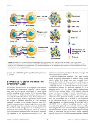 Zhang et al. Molecular Mechanisms of Macrophage Function
FIGURE 2 | Blockade of “Don’t eat me” signalings increases macrophage phagocytosis to tumor cells. Cancer cells are capable of evading macrophage
phagocytosis by expressing “don’t eat me” signals, including CD47, PD-L1 (CD274), the beta-microglobulin subunit of the major histocompatibility class I complex
(B2M), and CD24, resulting in tumor growth (top panel). Partly blockade (middle panel) and fully blockade (low panel) of these “Don’t eat me” signalings may induce
tumor shrink and tumor damage, respectively.
(Tyro-3, Axl, and Mertk), significantly inhibited the production
of collagen.
STRATEGIES TO STUDY THE FUNCTION
OF MACROPHAGES
To study the precise functions of macrophages under different
physiological and pathological conditions, several strategies
have been used to deplete macrophages in various mouse
models, including genetic ablation (101), nanotechnology-
based depletion by clodronate-encapsulated liposomes (102),
and antibody-mediated depletion (103). These strategies have
produced encouraging results in experimental murine models.
For example, in transgenic mice based on CD11b promoter-
mediated expression of the human diphtheria toxin (DT)
receptor, transient depletion of macrophages occurs in vivo when
DT is injected. Using this model, the researchers identified that
functionally distinct subpopulations of macrophages exist in
liver injury and recovery, inducing liver fibrosis by promoting
extracellular matrix deposition during liver injury or promoting
the resolution of liver fibrosis during recovery (104). These
methods are however not perfectly specific for macrophages and
induce only temporary ablation.
Clodronate-encapsulated liposomes have been broadly
applied to deplete macrophages in different tissues (bone
marrow, spleen, liver, lungs, brain, gut, peritoneal cavity,
lymph nodes/vessels) and blood. A protocol used to deplete
macrophages in mice was described before (102). For instance,
a single i.p. injection of clodronate liposome during chronic
cholangiopathy resulted in significant inhibition of ECM
deposition in mice (105). In a murine model of Azoxymethane
(AOM)/Dextran Sodium Sulfate (DSS)-induced colorectal
cancer, mice received multiple treatments with clodronate to
deplete macrophages resulted in a significant decrease of tumor
number by ∼35%, specifically for large (≥1 mm) tumors. This
effect was accompanied with a decrease in gene expression
of pan macrophage marker F4/80 as well as expression of
markers associated with M2 macrophages (IL-13, IL-10, TGF-β,
and CCL17) (106). In addition, macrophage depletion was also
associated with a significantly increased relative abundance of the
Firmicutes phylum in stool, demonstrating that macrophages are
important mediators of tumor growth and directly or indirectly
capable of influencing the gut microbiota during colorectal
cancer development (106). TAMs increased as urethane-induced
Frontiers in Immunology | www.frontiersin.org 8 March 2021 | Volume 12 | Article 620510
 