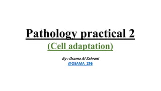 Pathology practical 2
(Cell adaptation)
By : Osama Al-Zahrani
@OSAMA_Z96
 