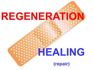 REGENERATION
HEALING
(repair)
 