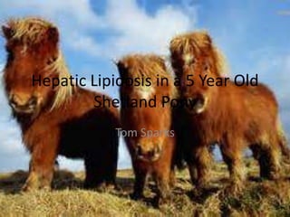 Hepatic Lipidosis in a 5 Year Old
Shetland Pony
Tom Sparks
 