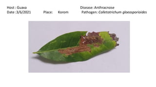 PATHOLOGY HERBARIUM.pdf